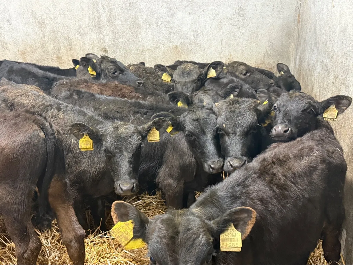 16 LIMOUSINE WEANLINGS ( HOMEBRED) - Image 4