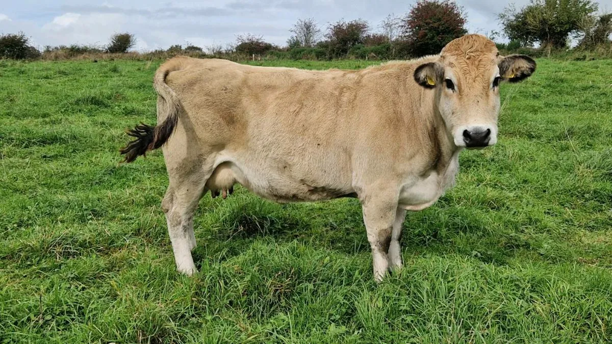 Aubrac cows and heifers - Image 2