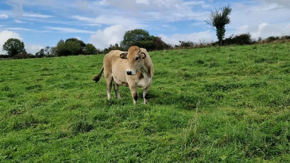 Aubrac cows and heifers - Image 3