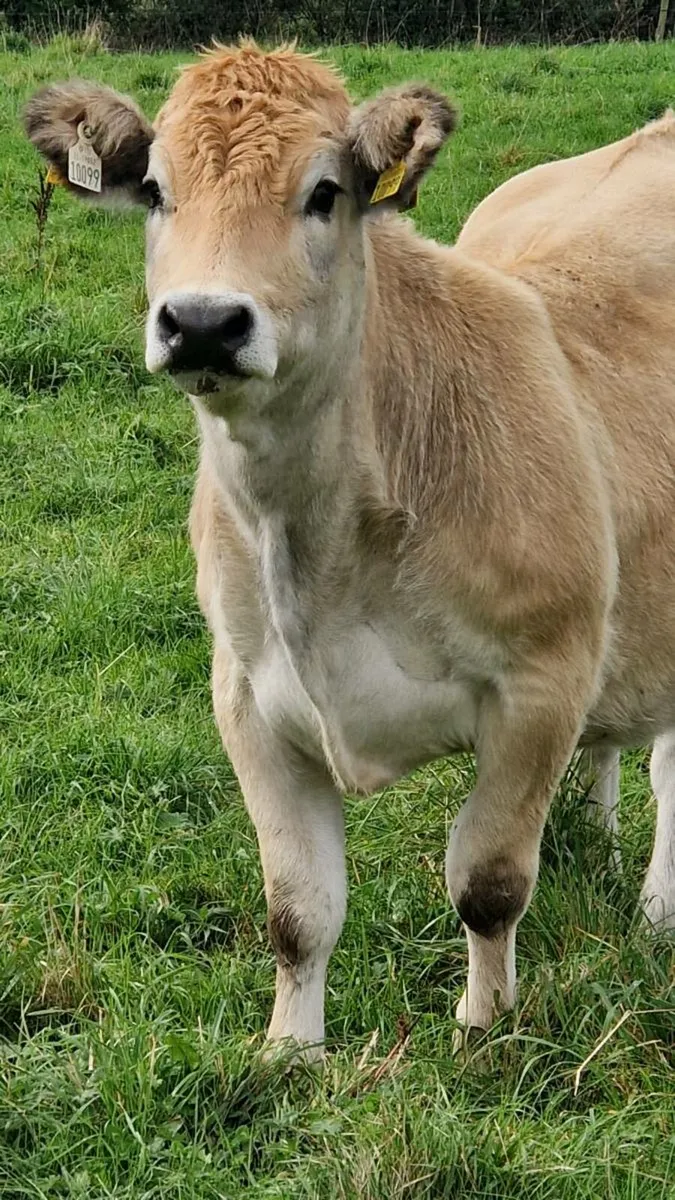 Aubrac cows and heifers - Image 4