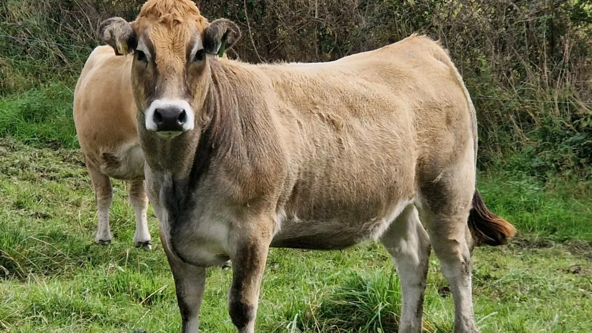 Aubrac cows and heifers - Image 1