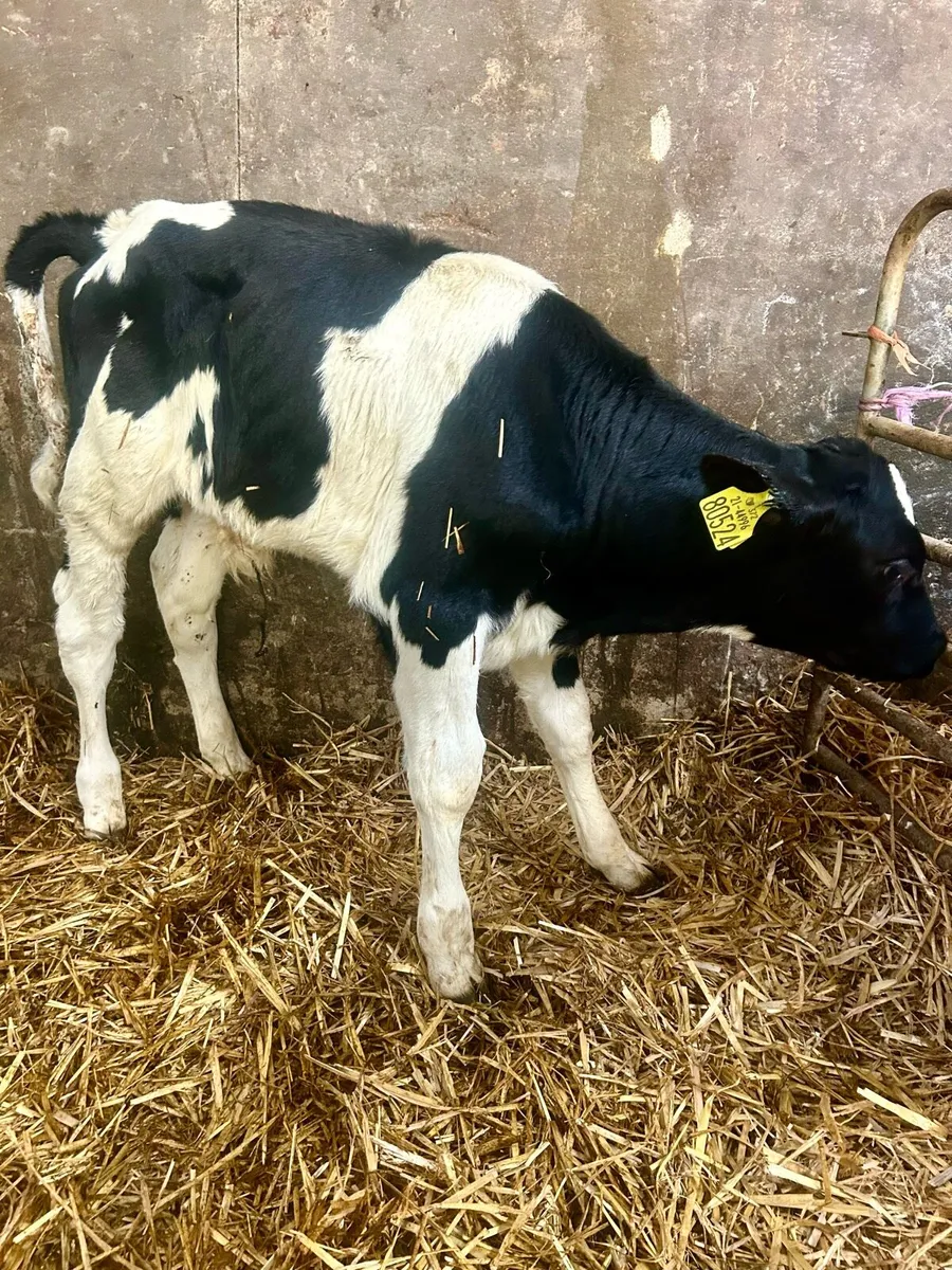 2 Friesian bull calves - Image 1