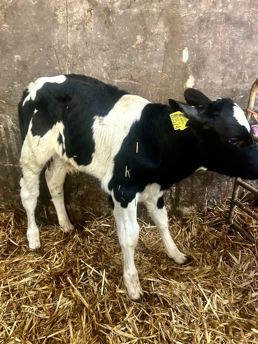 2 Friesian bull calves - Image 2