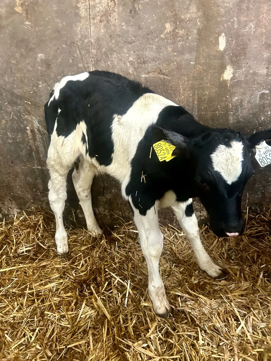 2 Friesian bull calves - Image 3