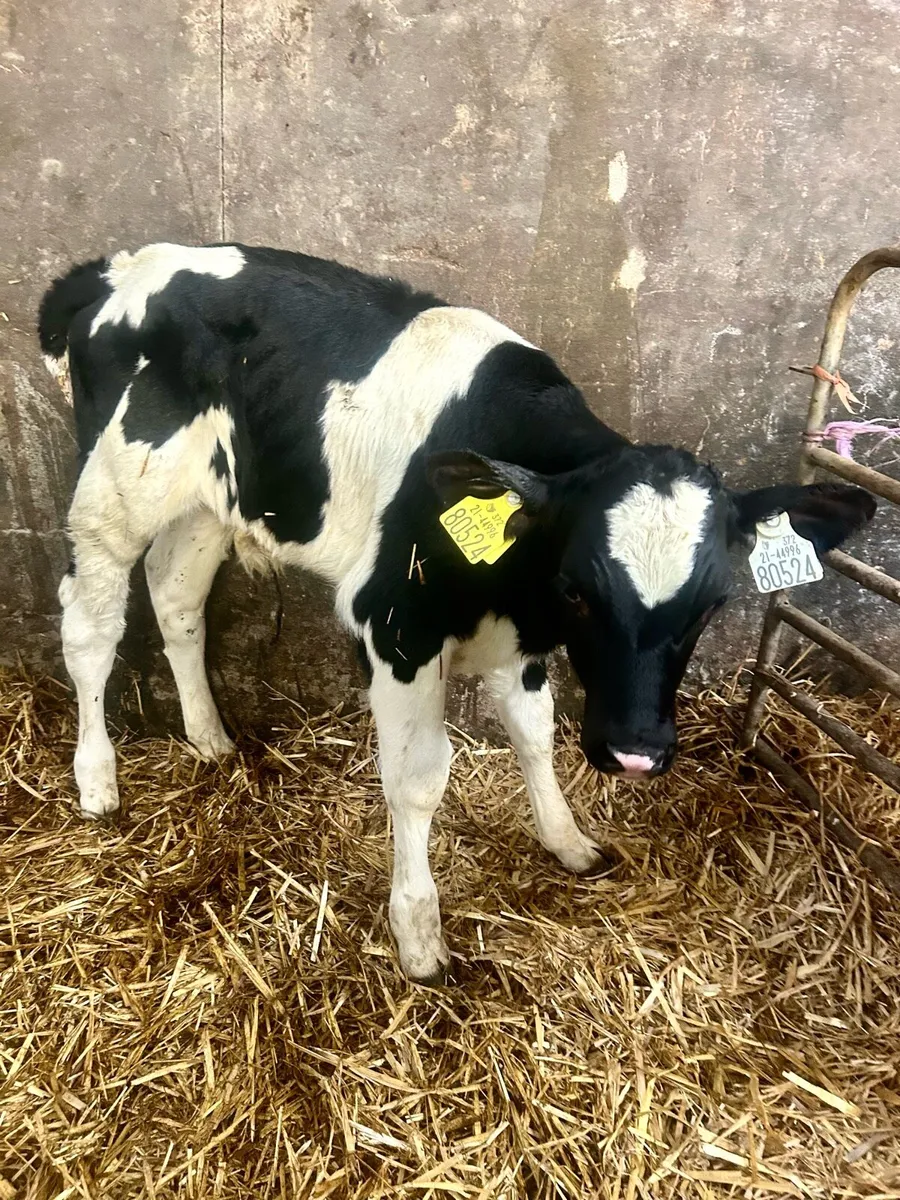 2 Friesian bull calves - Image 4