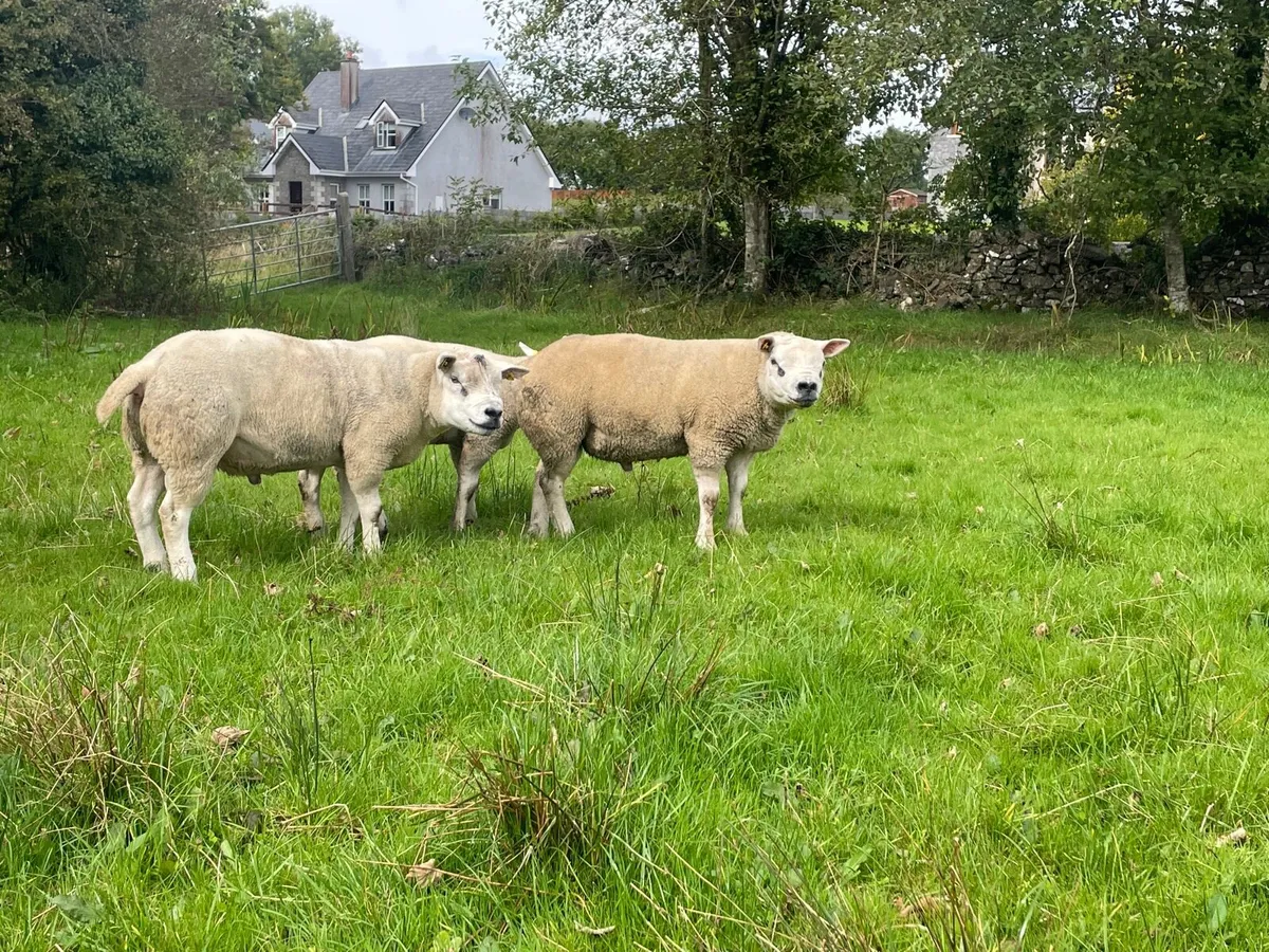 Hogget and ram lambs - Image 1