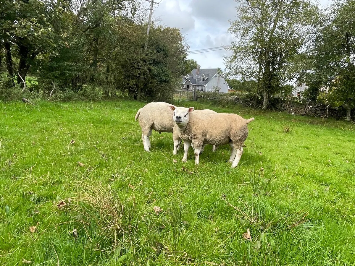 Hogget and ram lambs - Image 2