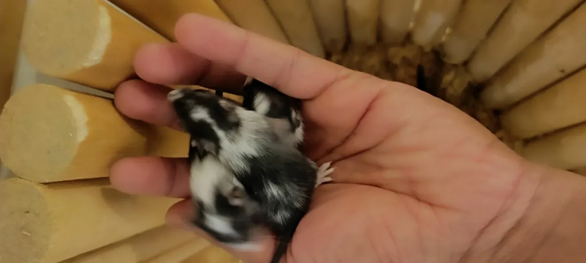 Baby gerbils 2 mnt old..