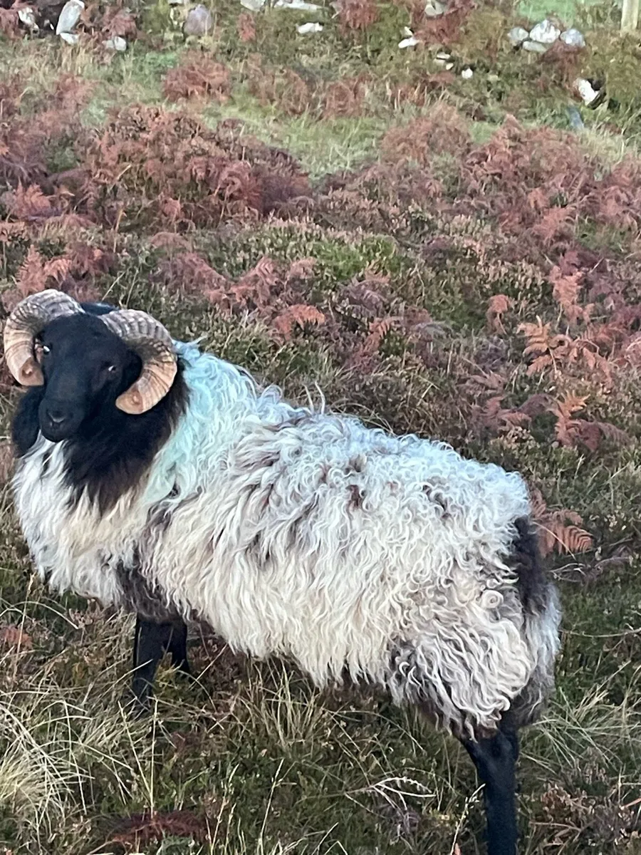 HOGGET RAMS - Image 2