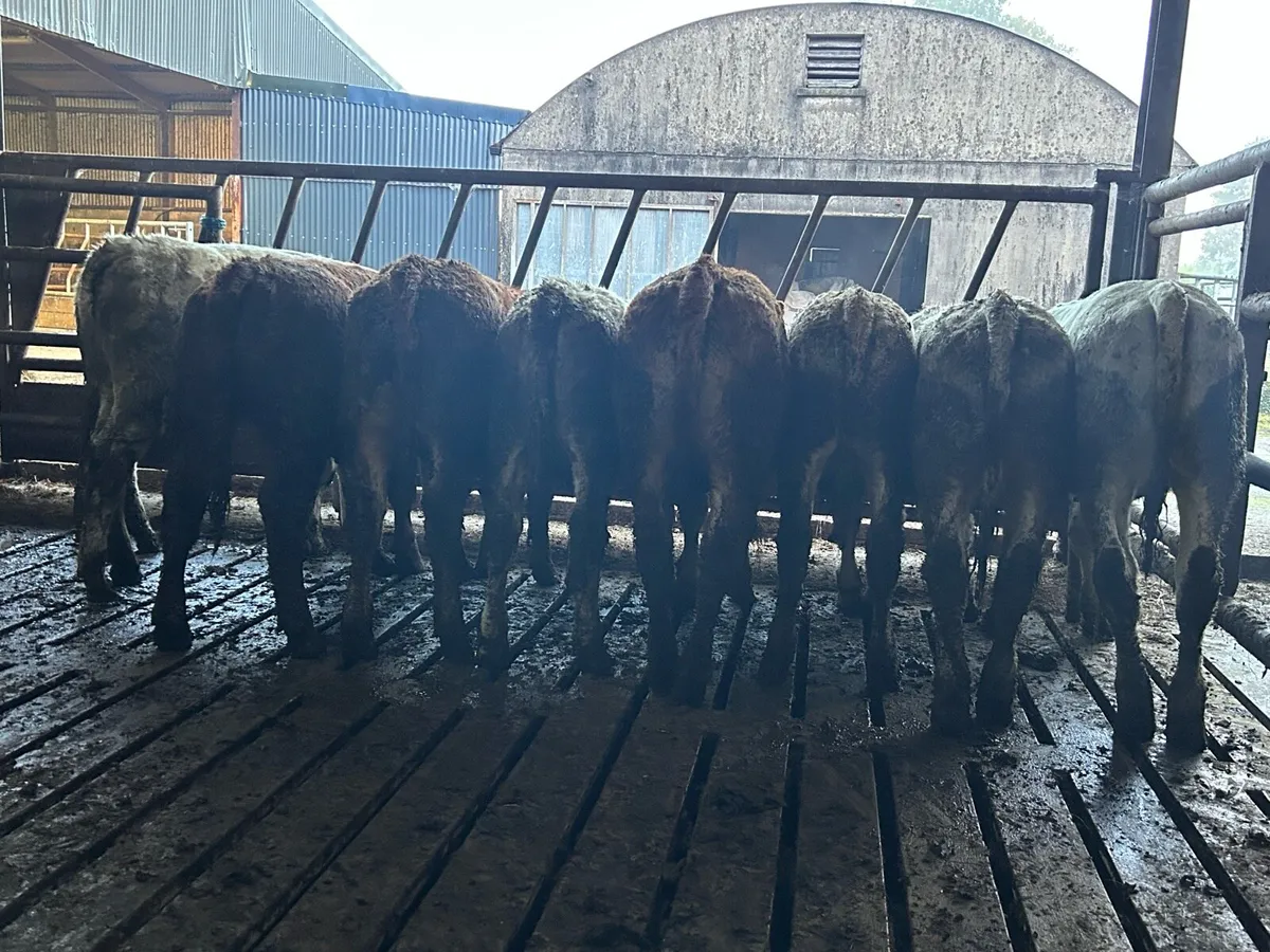9 chx/lmx Weanling heifers - Image 1