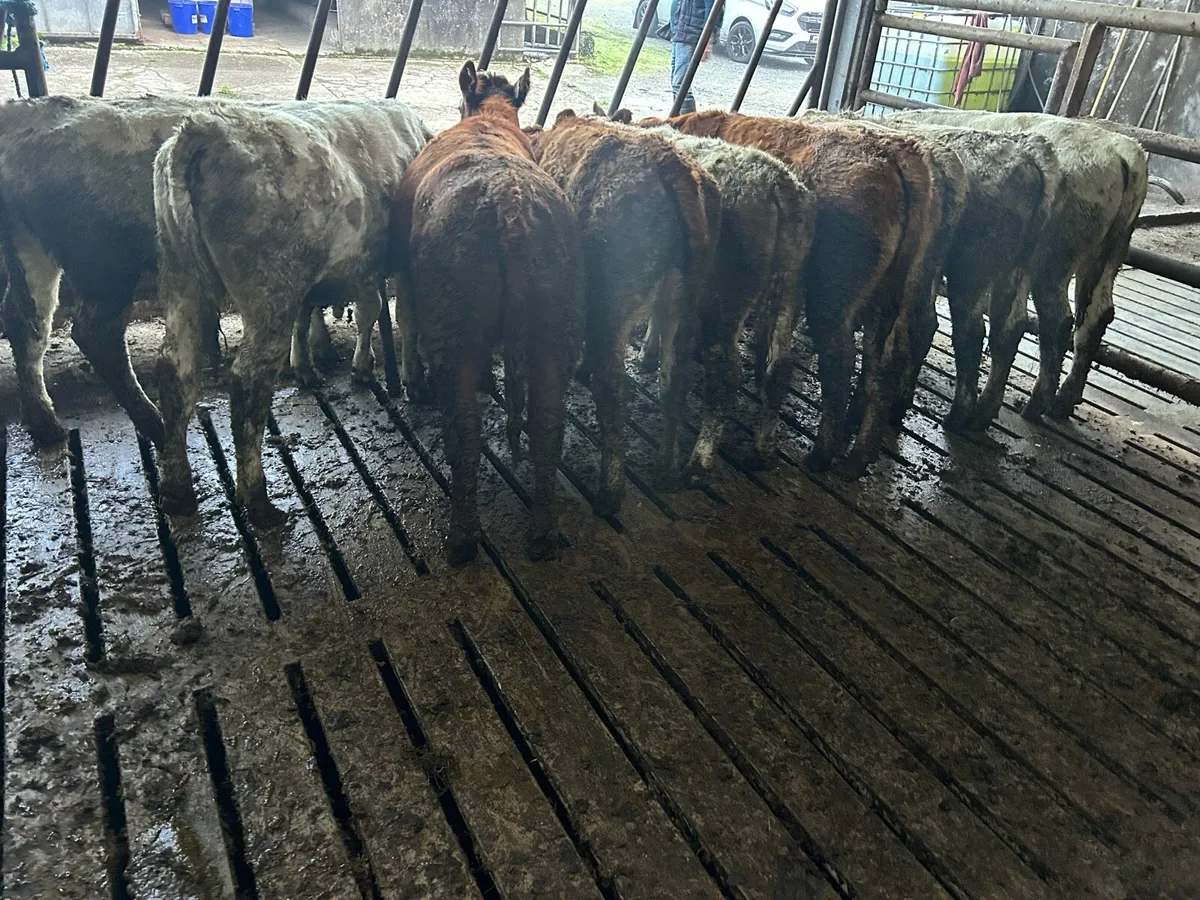 9 chx/lmx Weanling heifers - Image 2