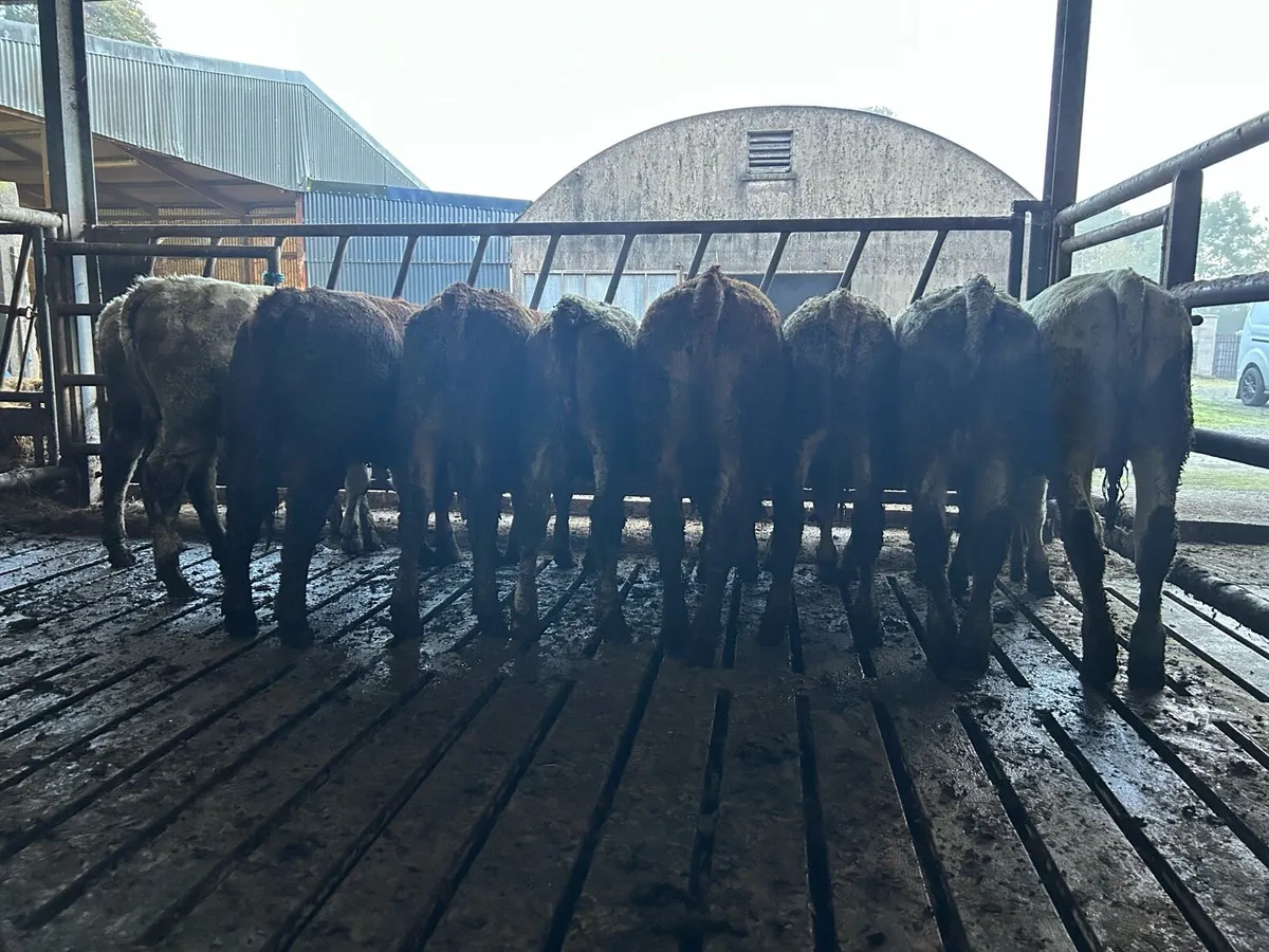 9 chx/lmx Weanling heifers - Image 3