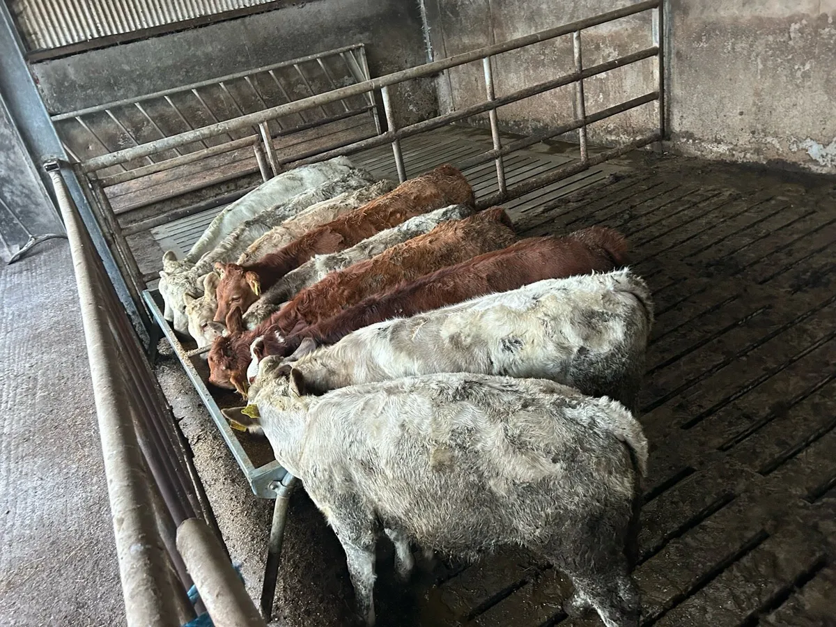 9 chx/lmx Weanling heifers - Image 4