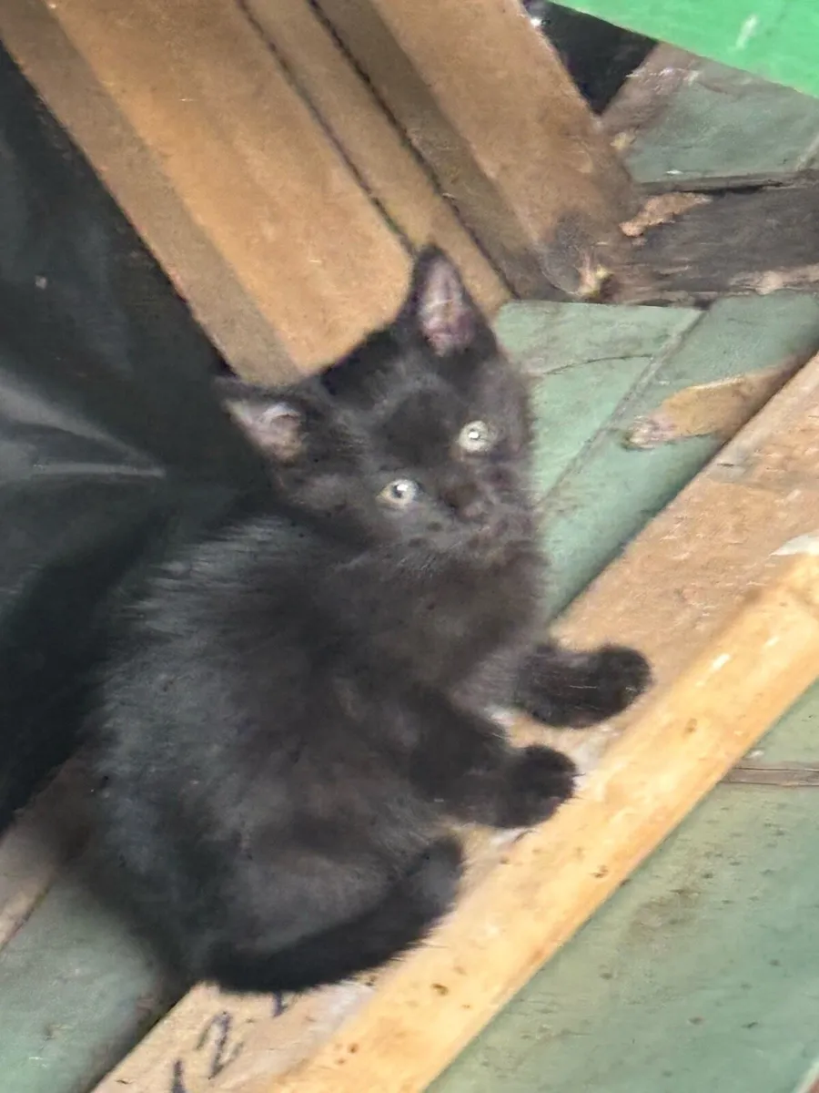 1 kitten left for sale - Image 1