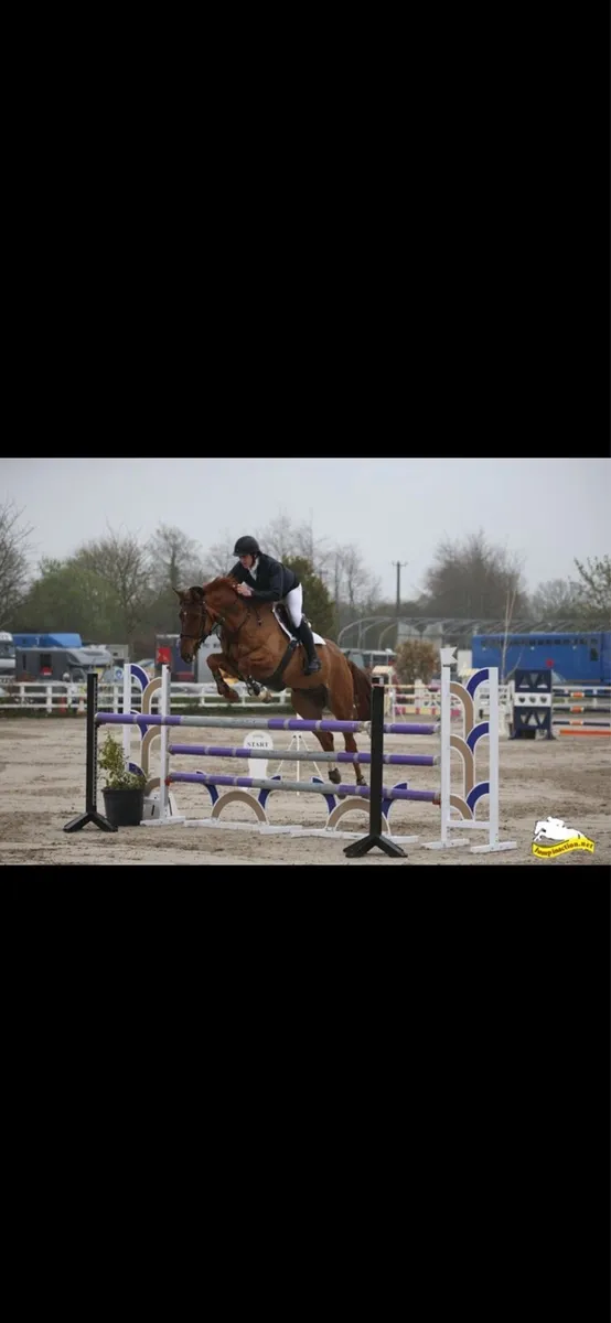 Showjumper/eventer - Image 1