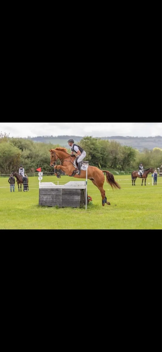 Showjumper/eventer - Image 2