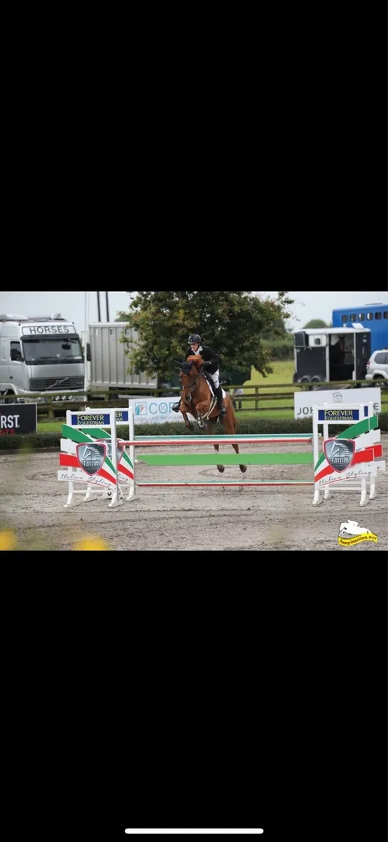 Showjumper/eventer - Image 3