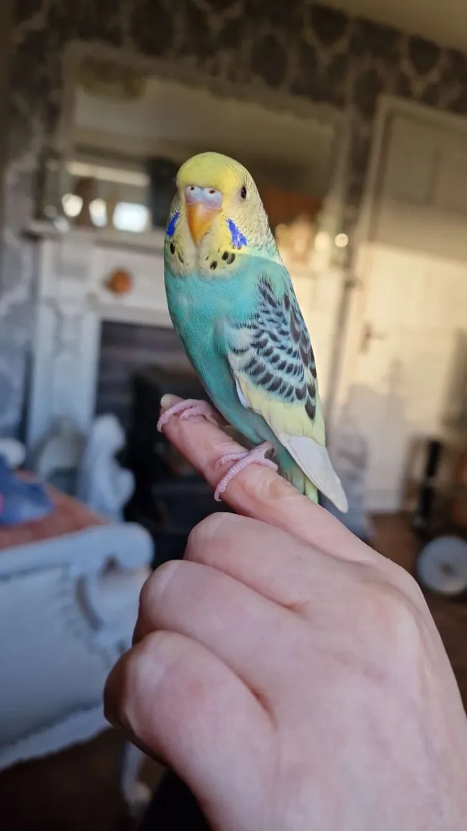 Pair of budgies - Image 2