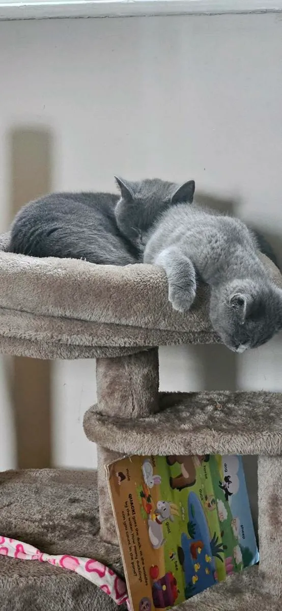 British Short Hair Cats Purebreed - Image 2