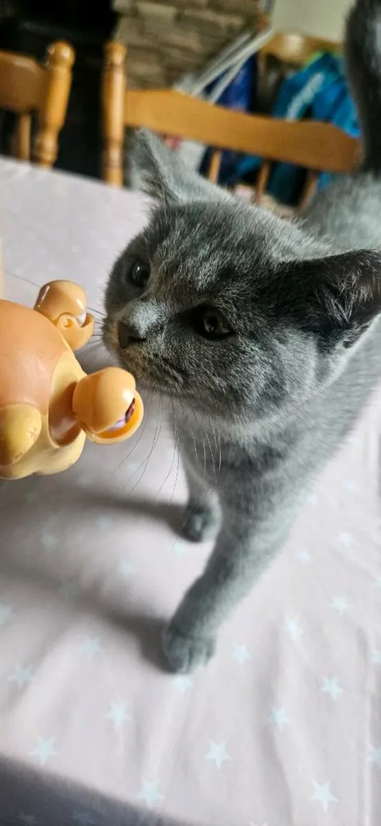 British Short Hair Cats Purebreed - Image 3
