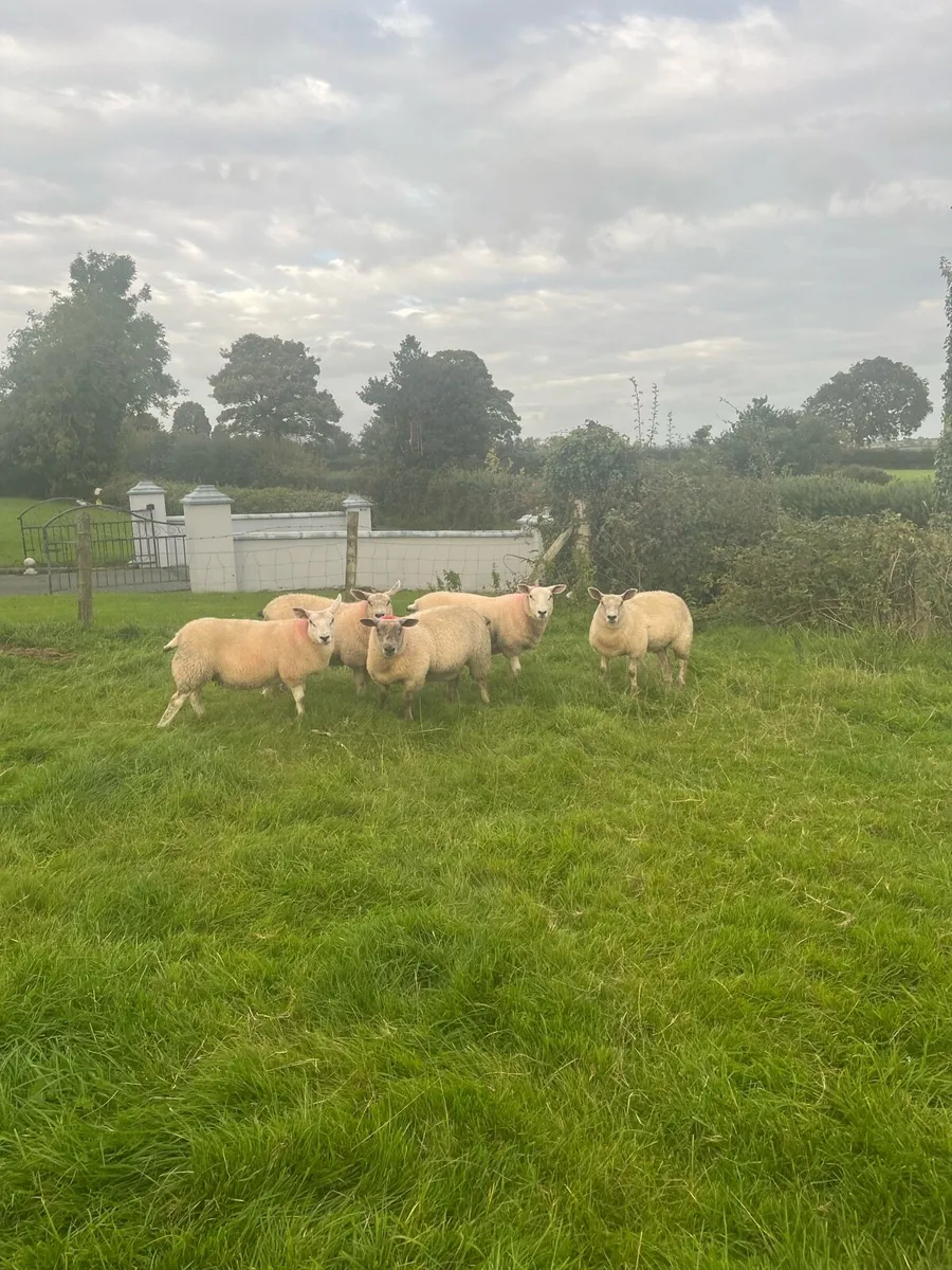 Sheep - Image 1