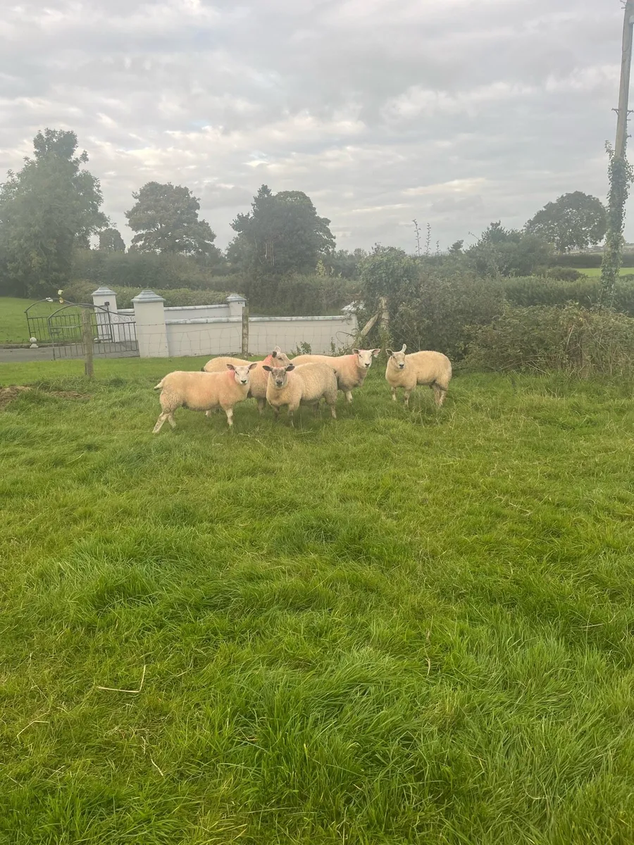 Sheep - Image 2