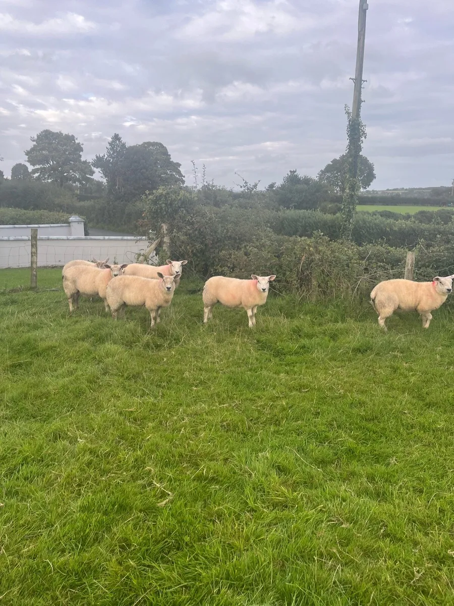 Sheep - Image 3