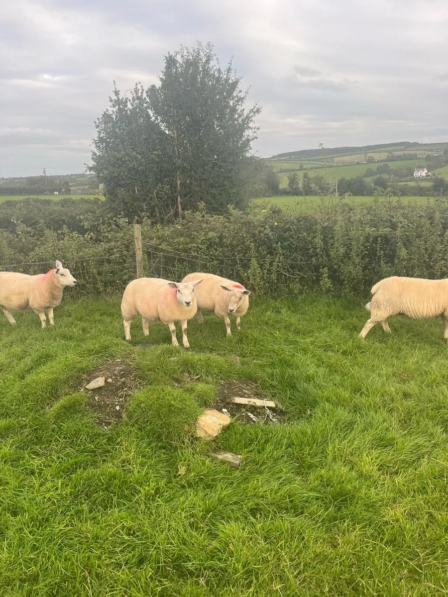 Sheep - Image 4