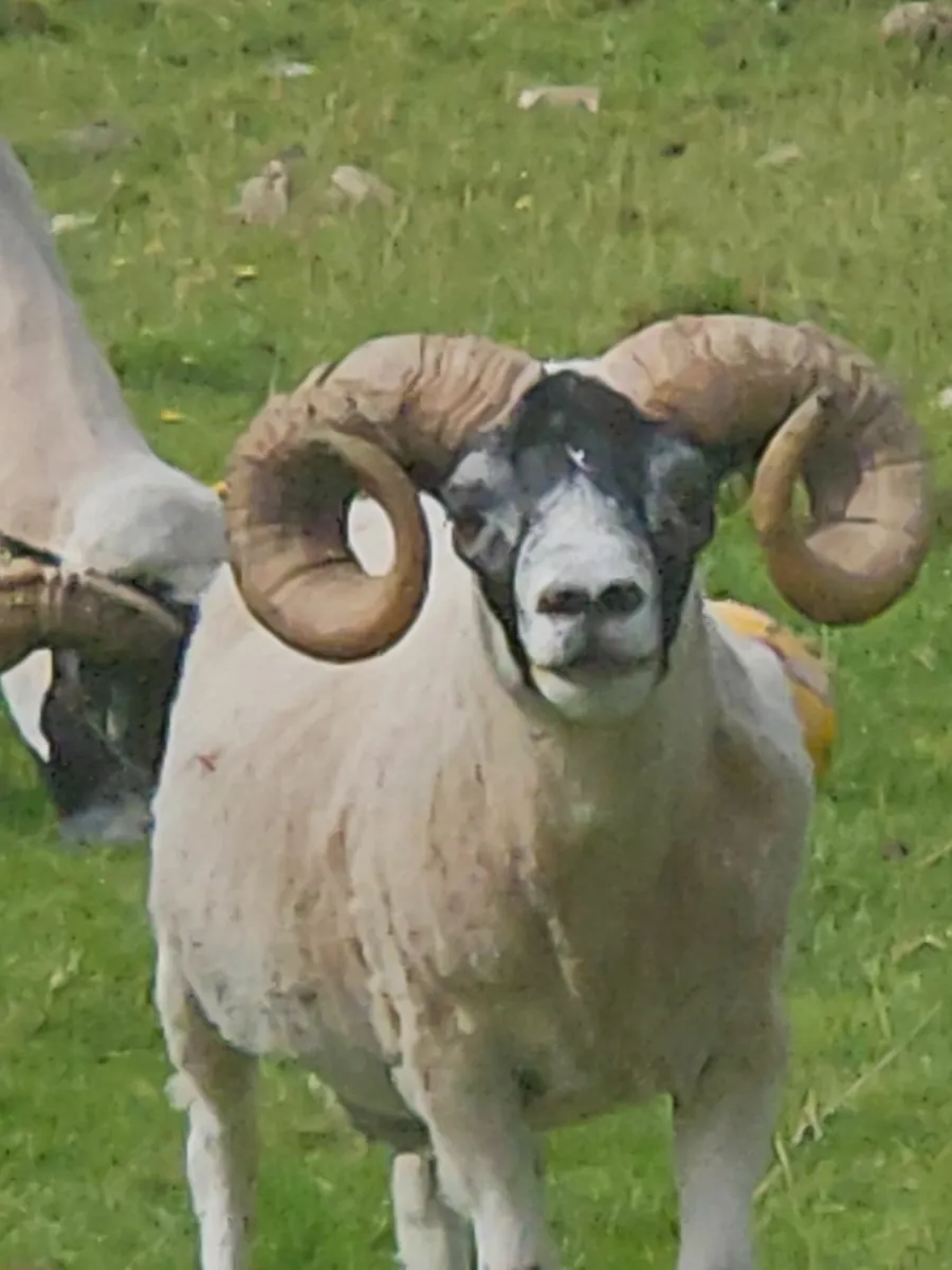 Lanark rams