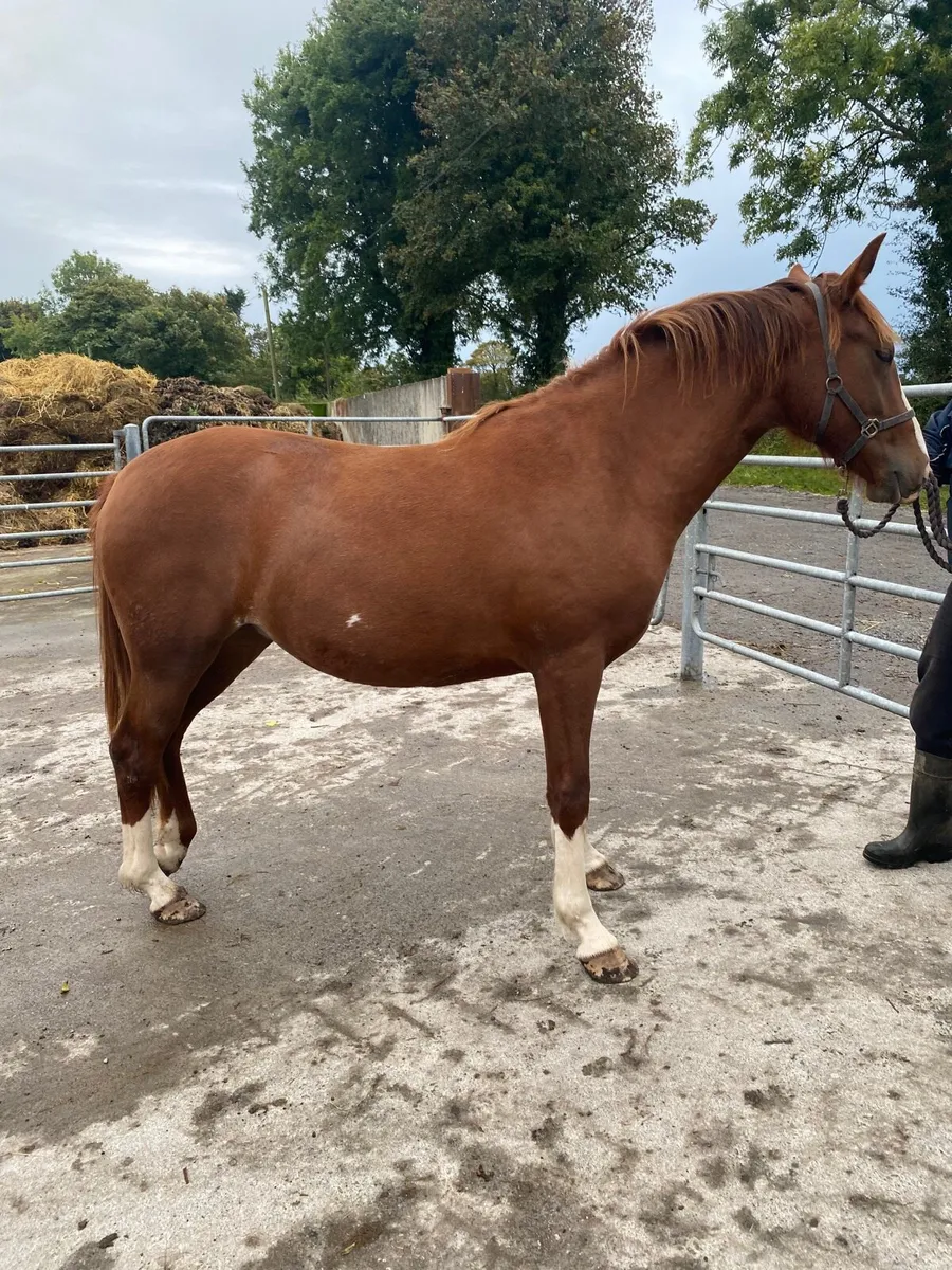 ID filly - Image 1