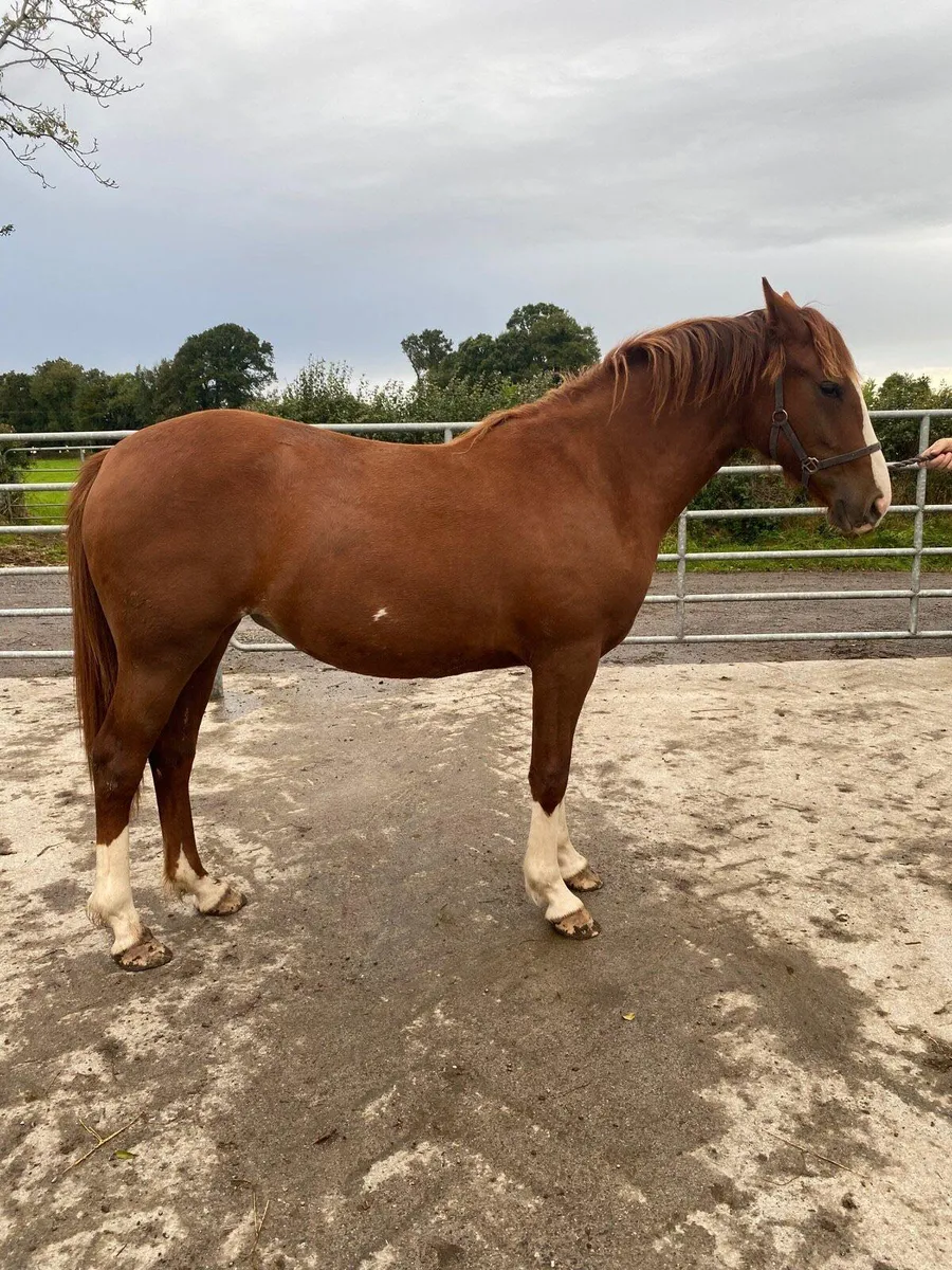 ID filly - Image 2
