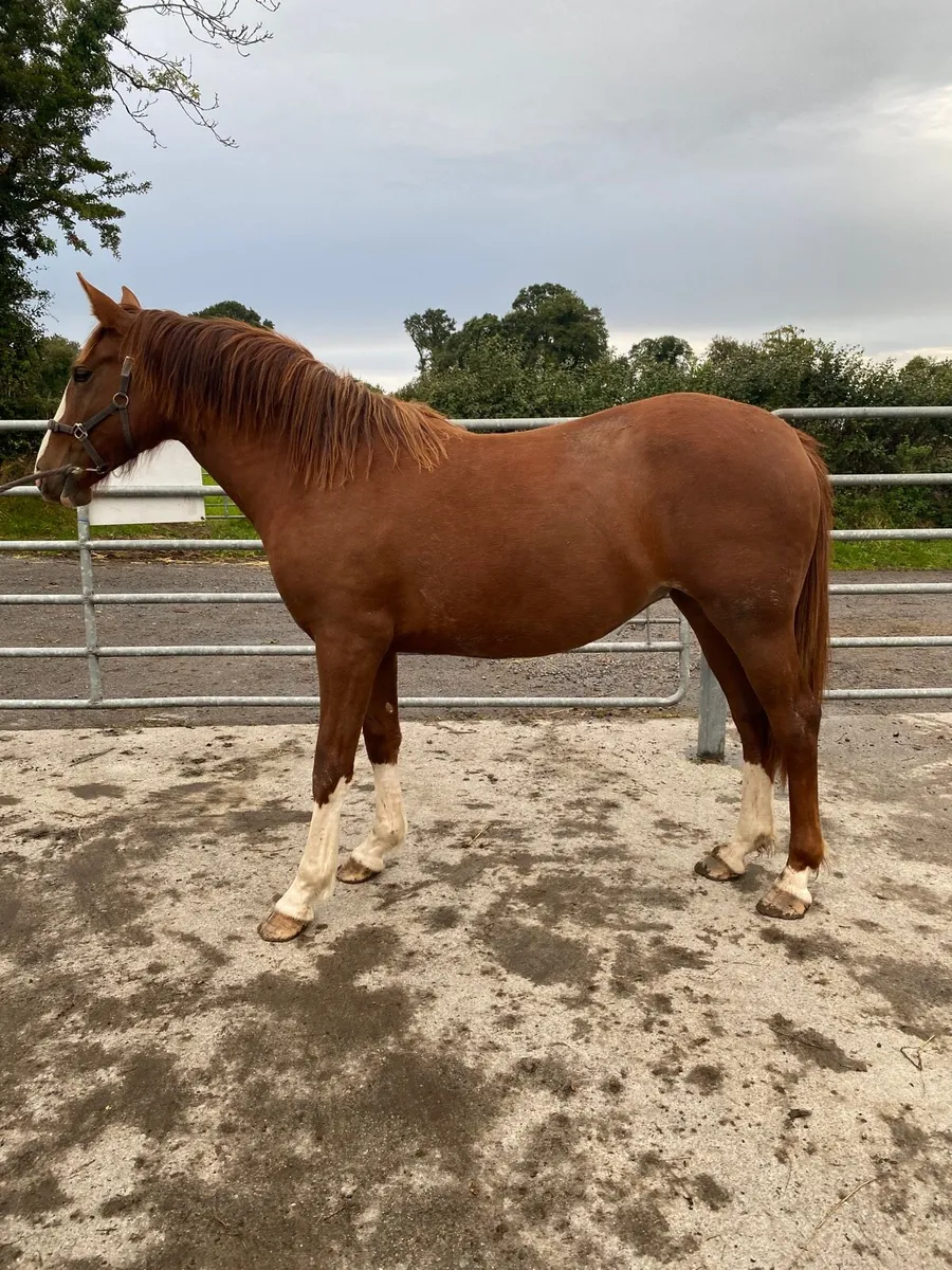 ID filly - Image 3