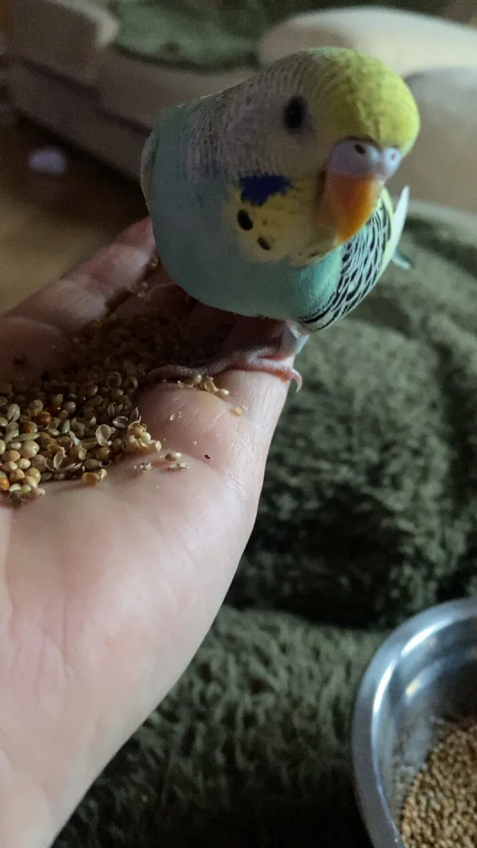 Pair of budgies - Image 3