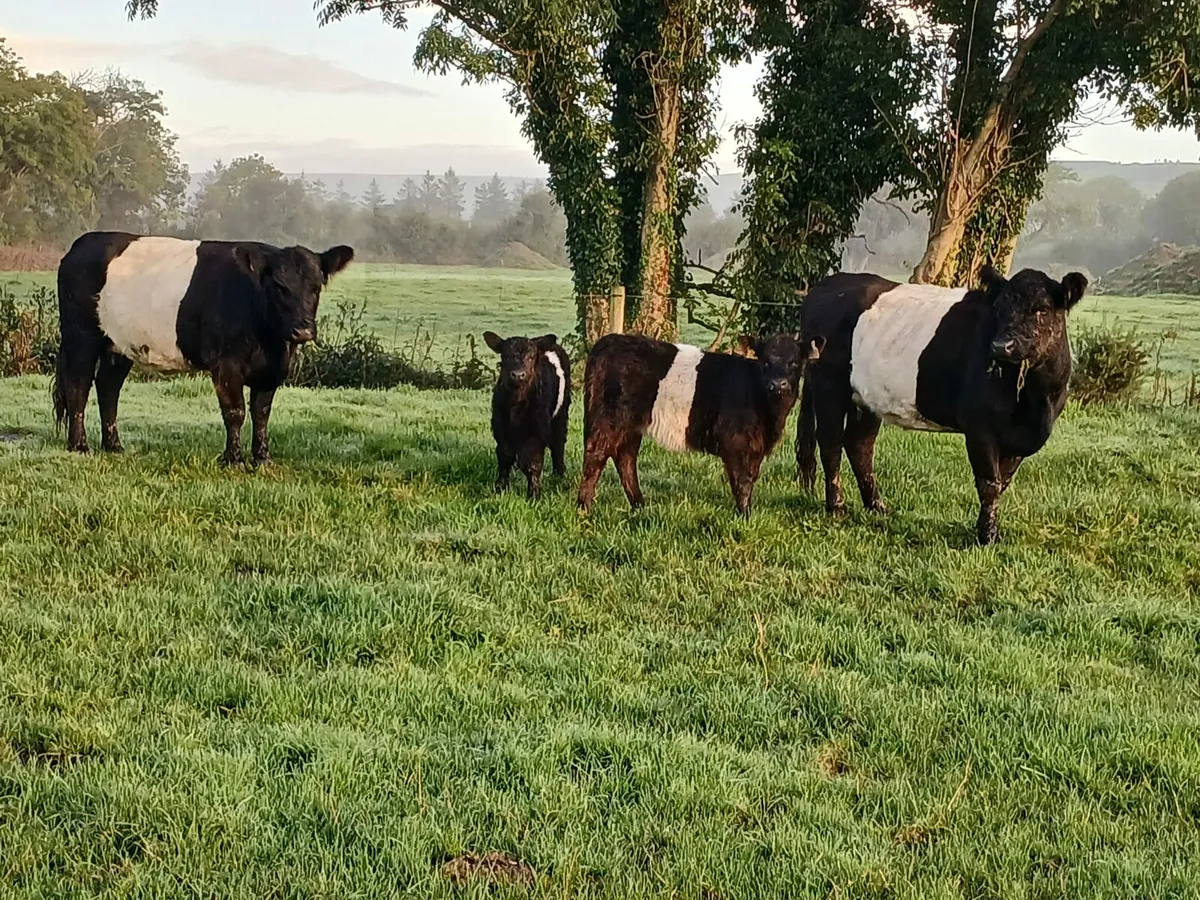 2 Galloway cows & 2 calves - Image 1
