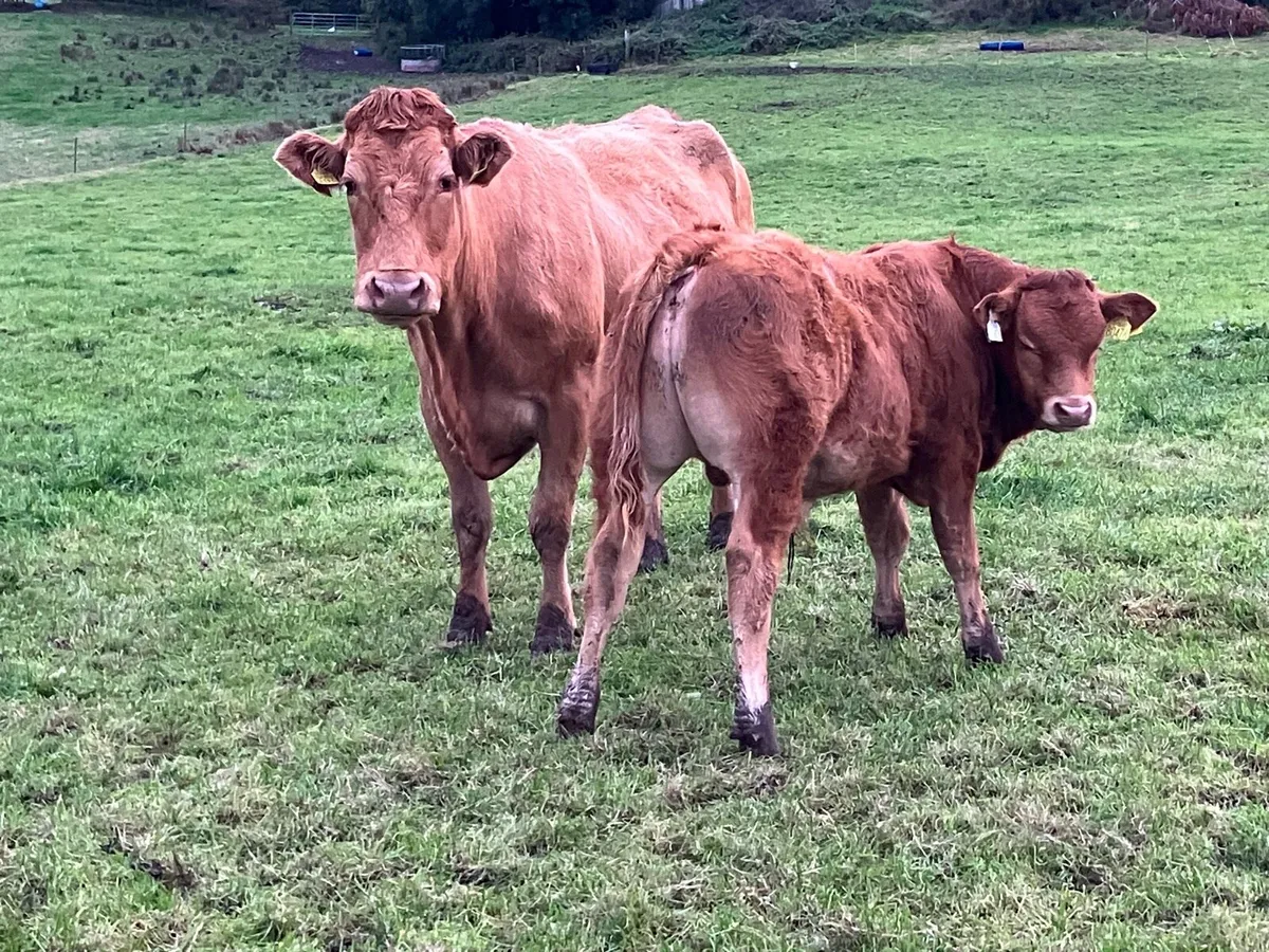 Weanlings Carnaross Mart Tues 23 Sept - Image 4