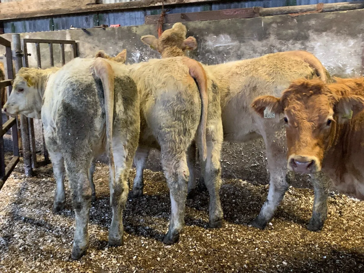 12 super 380kg u grade heifers - Image 1
