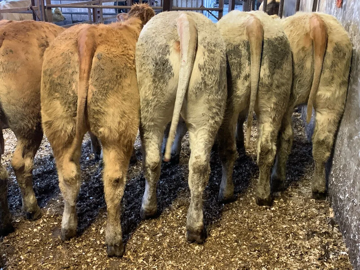 12 super 380kg u grade heifers - Image 2