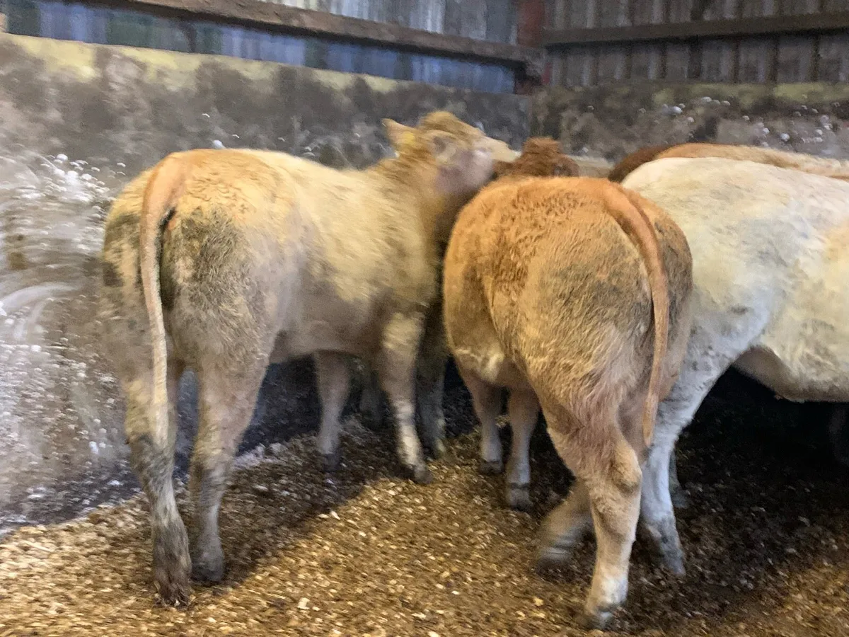 12 super 380kg u grade heifers - Image 3