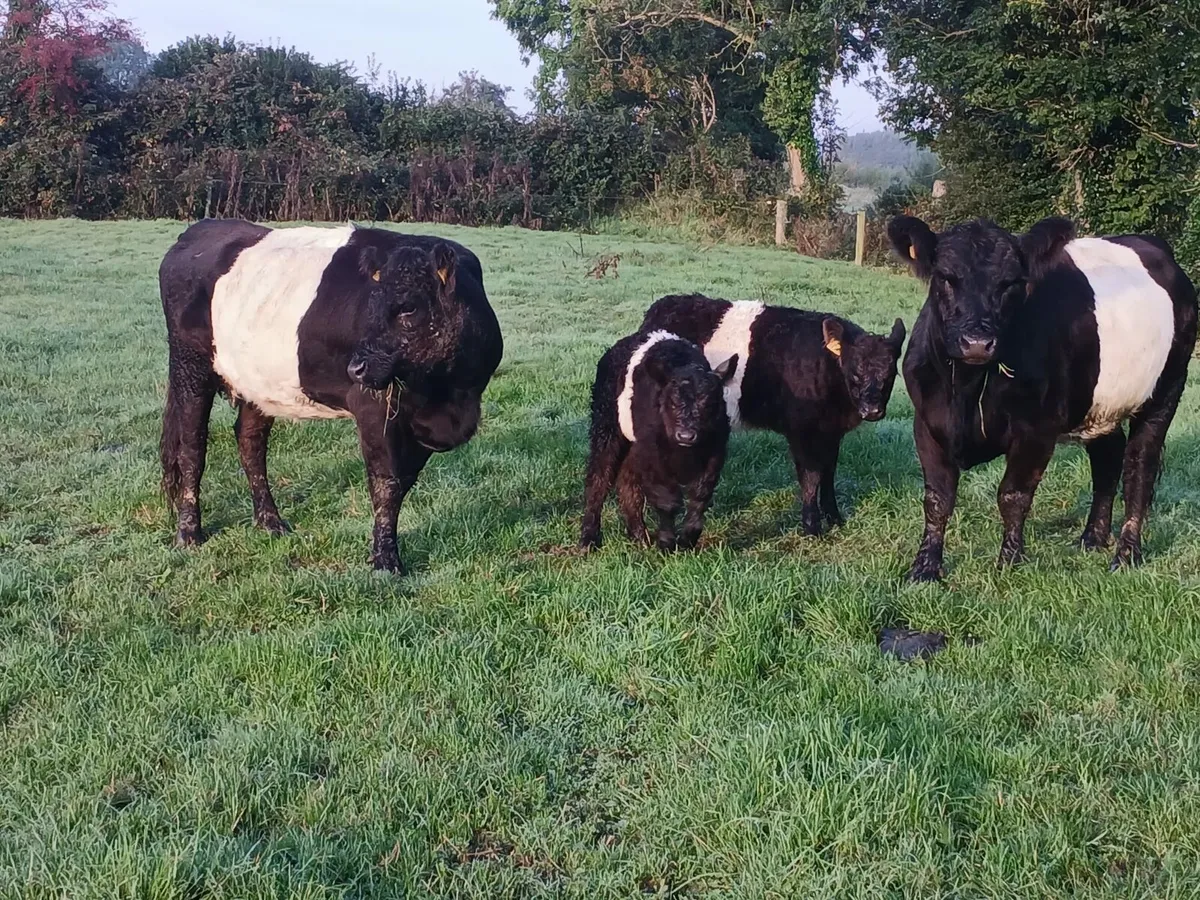2 Galloway cows & 2 calves - Image 2