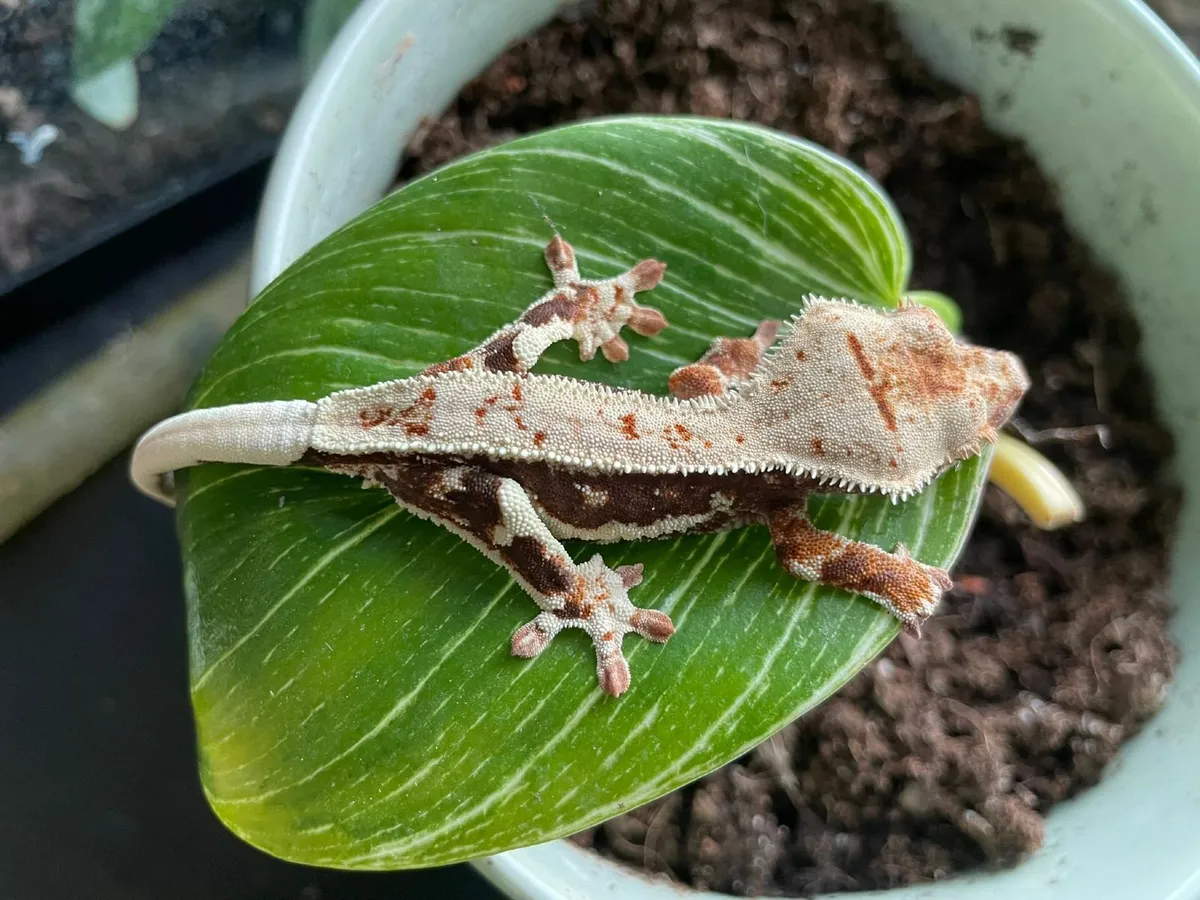 Crested gecko babies - Image 2