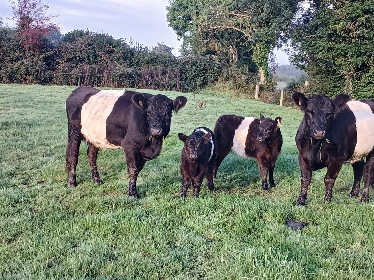 2 Galloway cows & 2 calves - Image 3