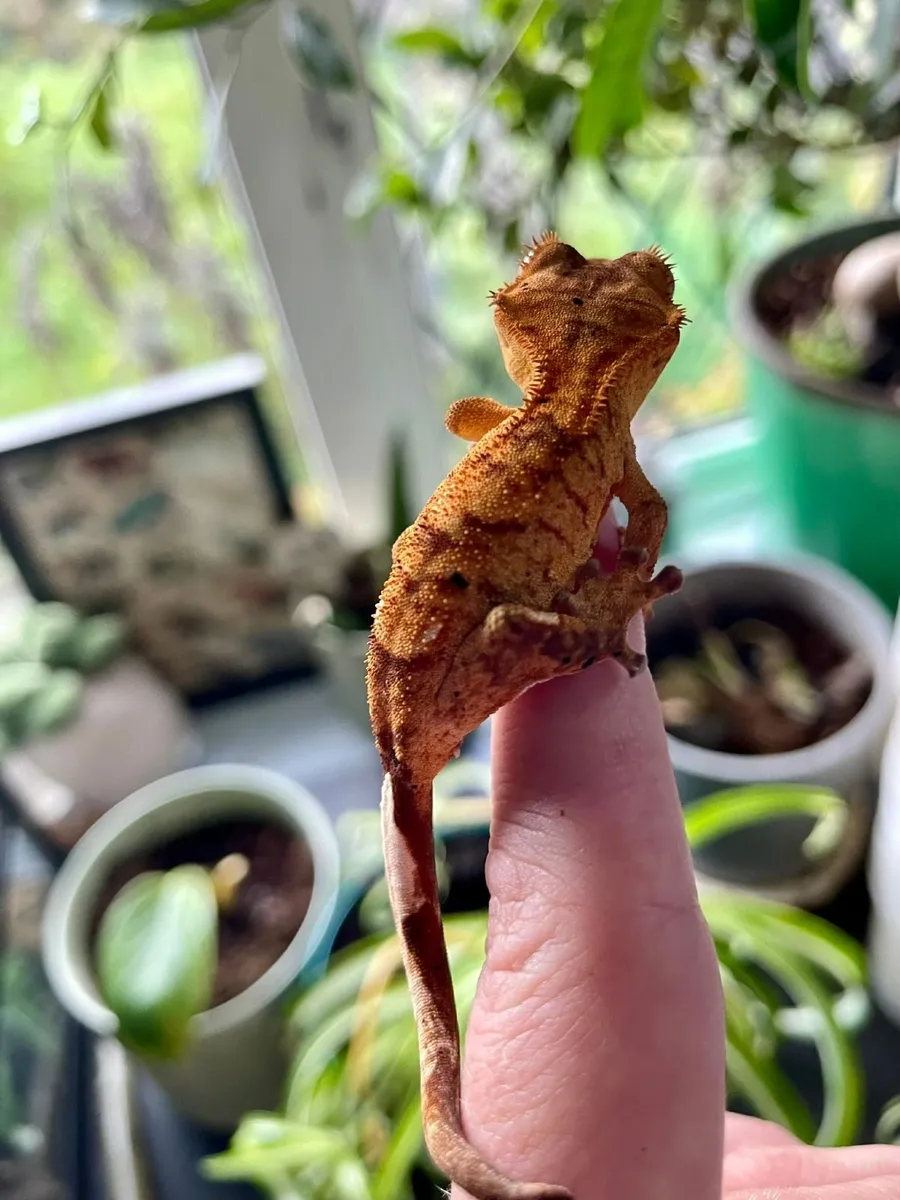 Crested gecko babies - Image 3