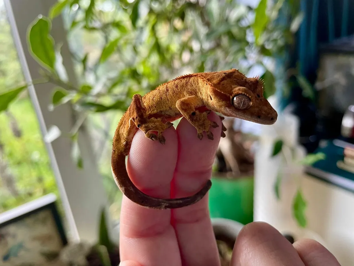 Crested gecko babies - Image 4