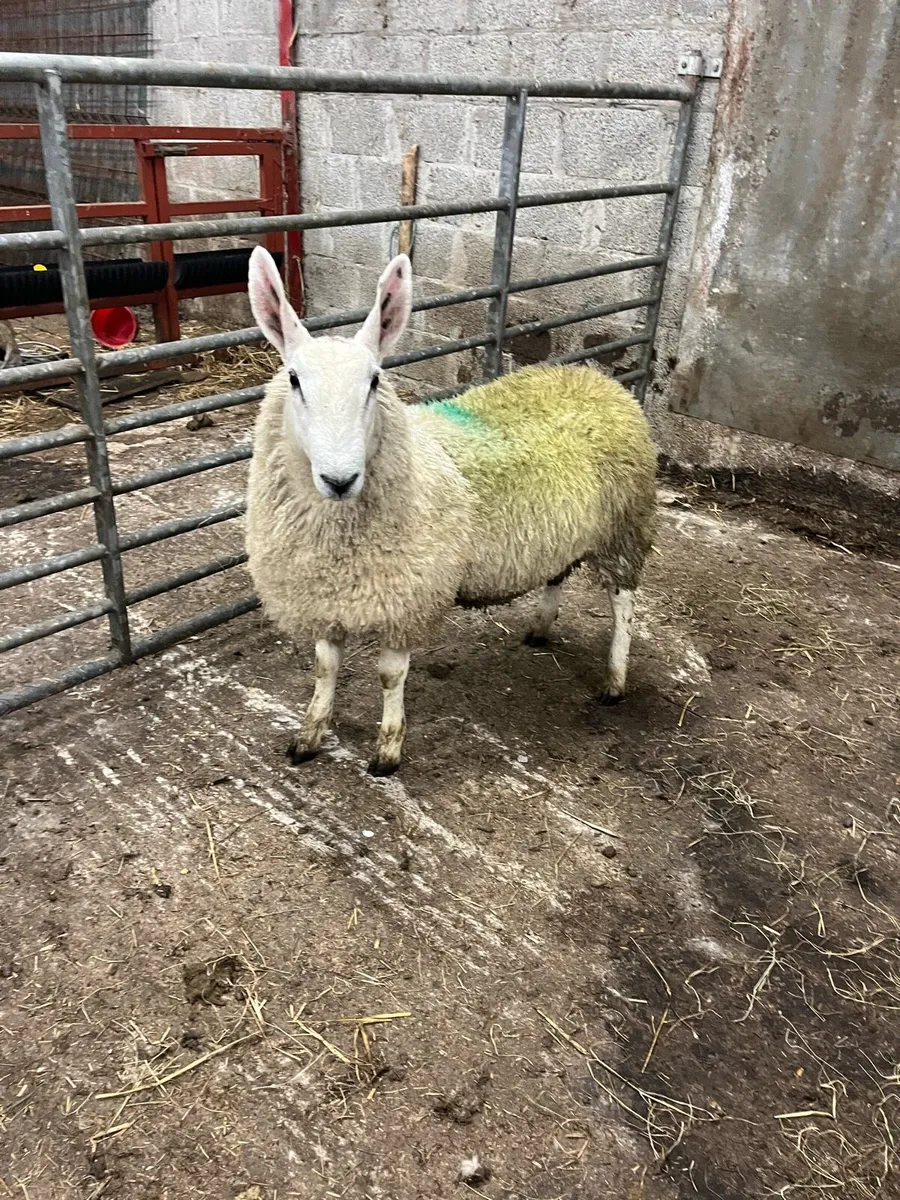 Border Leicester ram lambs and ewe lambs - Image 2