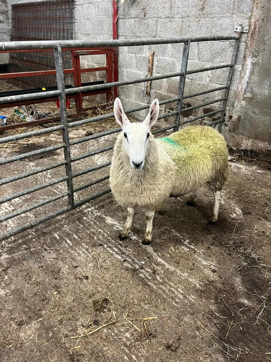 Border Leicester ram lambs and ewe lambs - Image 3