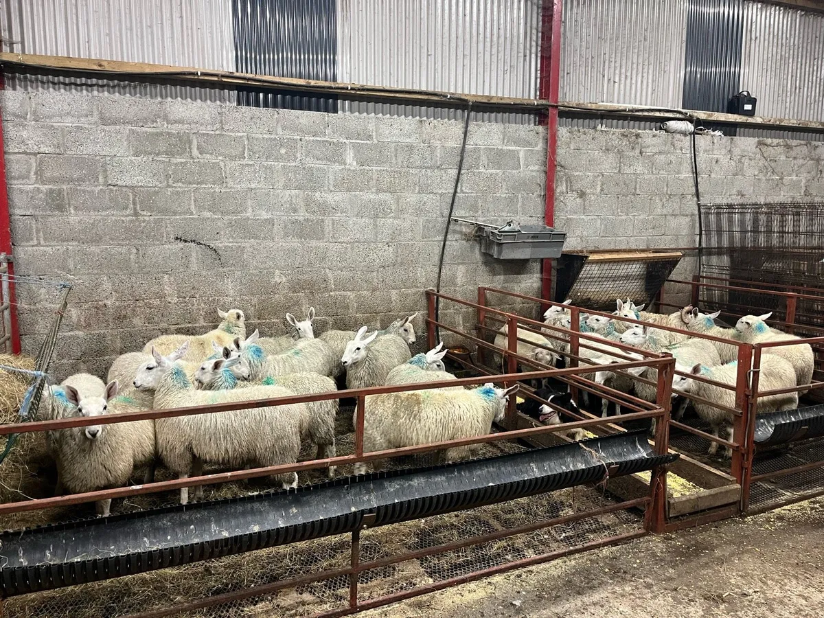 Border Leicester ram lambs and ewe lambs - Image 1