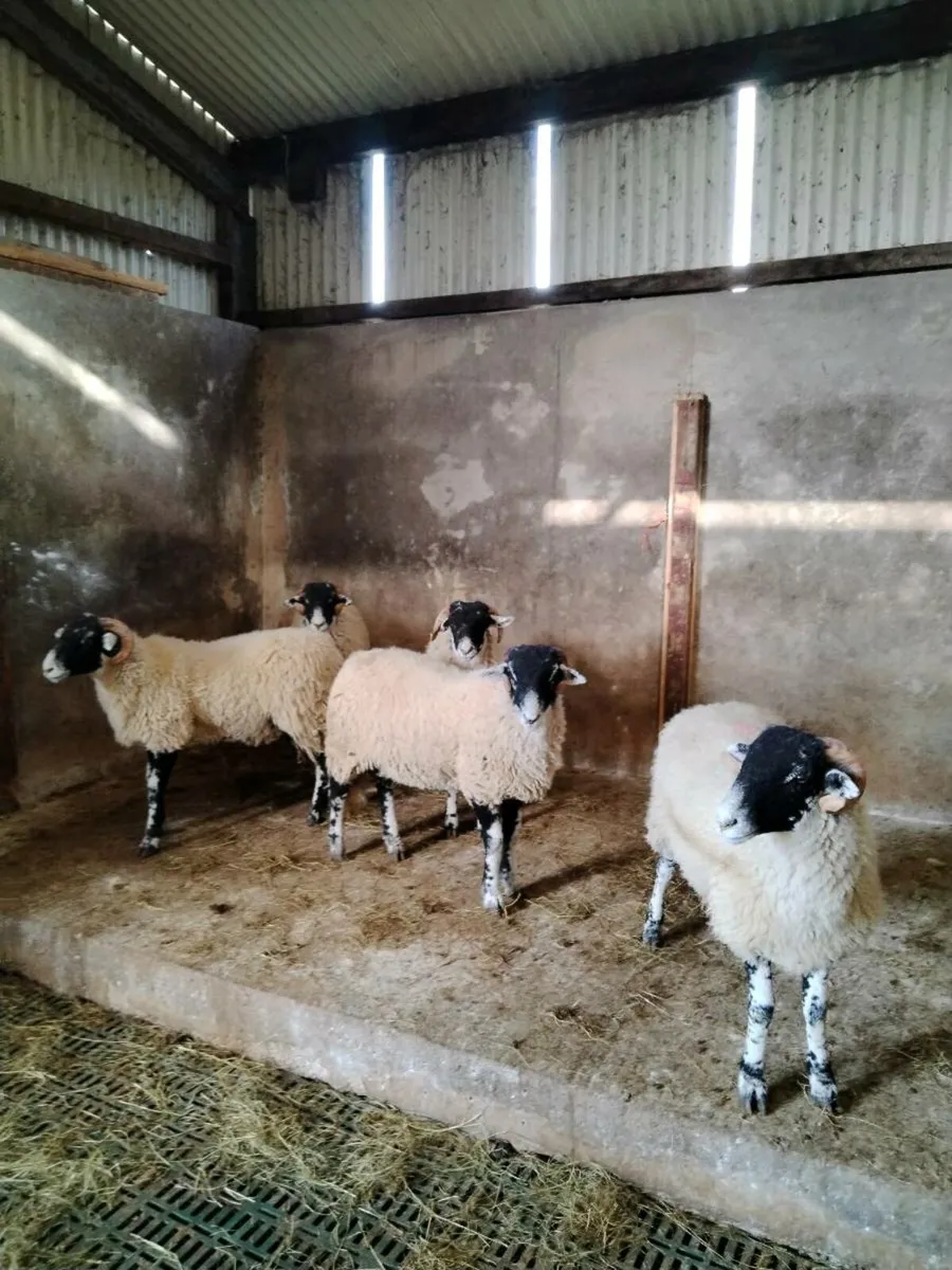 Swale Ram lambs - Image 1