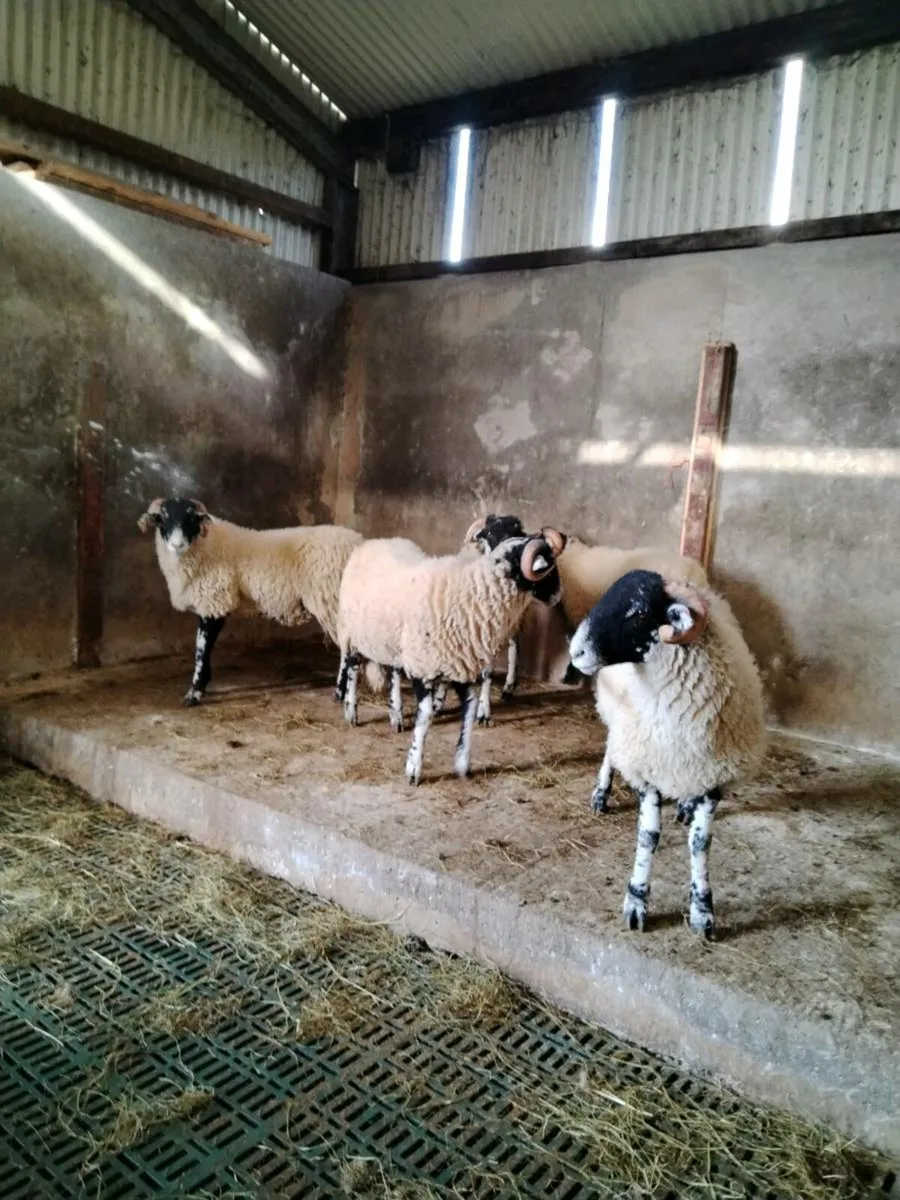 Swale Ram lambs - Image 2