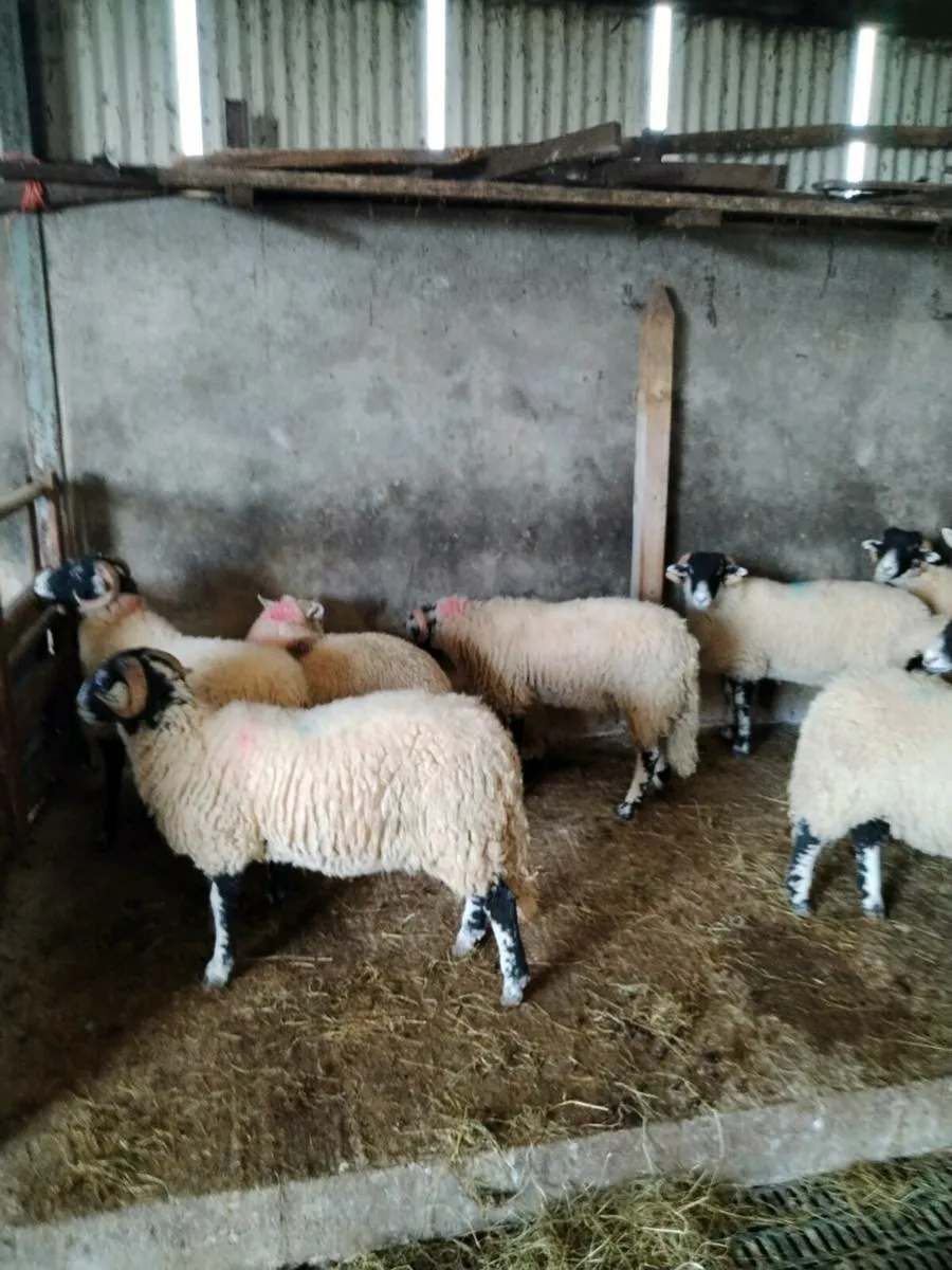 Swale Ram lambs - Image 3