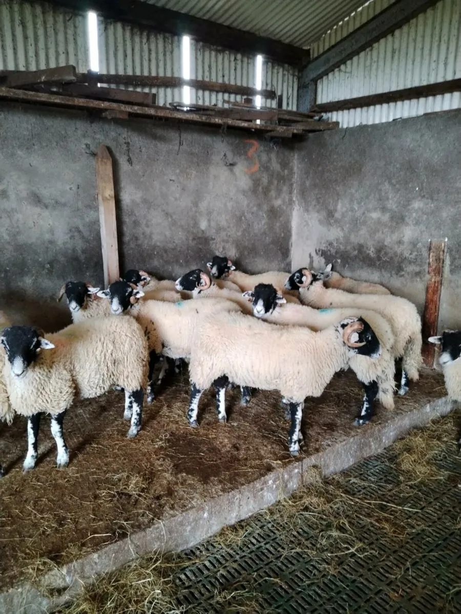 Swale Ram lambs - Image 4